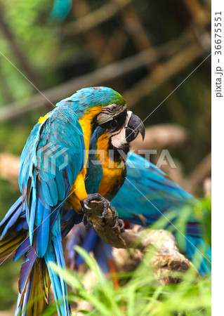Macaw birds 36675551