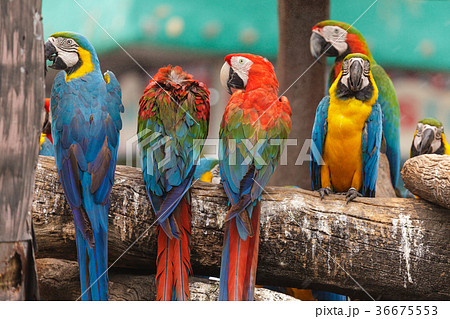 Macaw birds Macaw birds 36675553