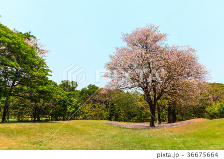 Beautiful Park Beautiful Park 36675664