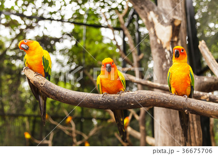 Sun Conure Sun Conure 36675706