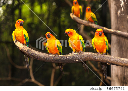 Sun Conure 36675741
