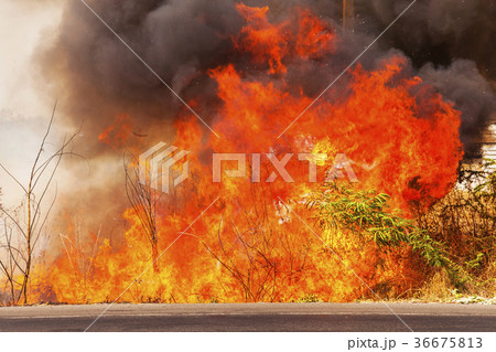 wildfire wildfire 36675813