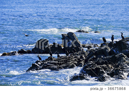 ウミウ 海鵜 ウミウ 海鵜 36675868