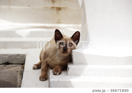 タイの寺院のシャム猫さん タイの寺院のシャム猫さん 36675890