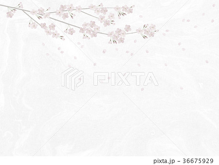 満開の桜 桜吹雪 ソメイヨシノ 36675929