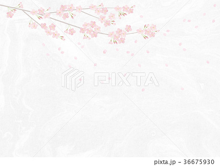 満開の桜 桜吹雪 ソメイヨシノ 36675930