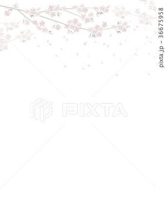 満開の桜 桜吹雪 ソメイヨシノ 満開の桜 桜吹雪 ソメイヨシノ 36675958