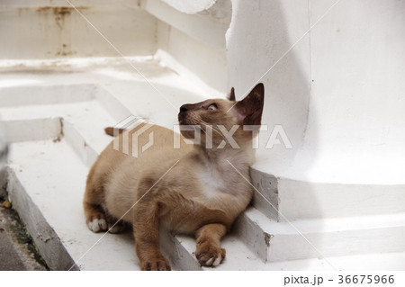 遠くを見るタイのシャム猫 遠くを見るタイのシャム猫 36675966