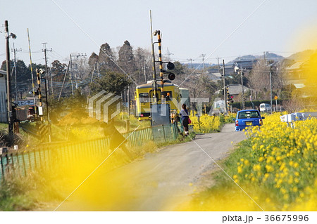 春のいすみ鉄道　写真を撮る人たち 36675996