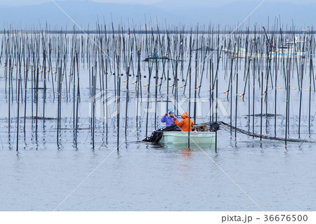 三池港の海苔摘み、 36676500