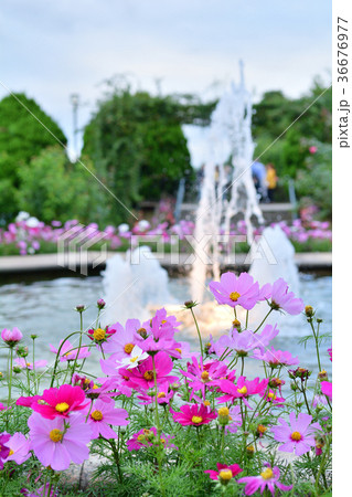 横浜・港の見える丘公園 横浜・港の見える丘公園 36676977
