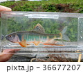 婚姻色オイカワ３ 36677207
