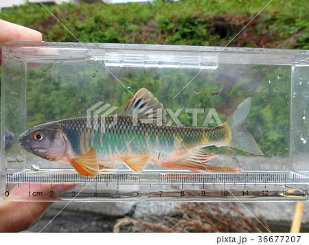 婚姻色オイカワ3 婚姻色オイカワ3 36677207