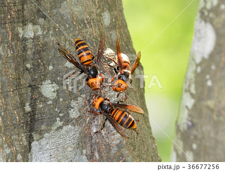オオスズメバチ オオスズメバチ 36677256