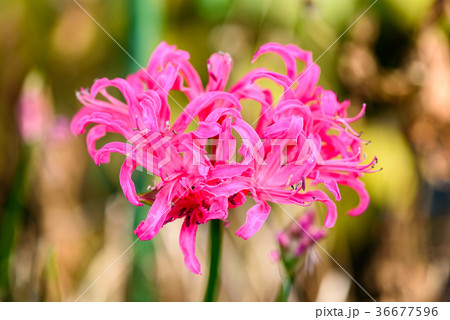 ピンクのダイヤモンドリリーの花 36677596