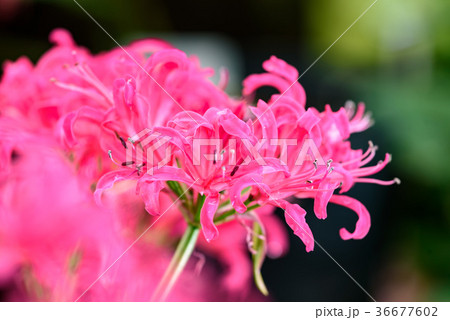 ピンクのダイヤモンドリリーの花 36677602