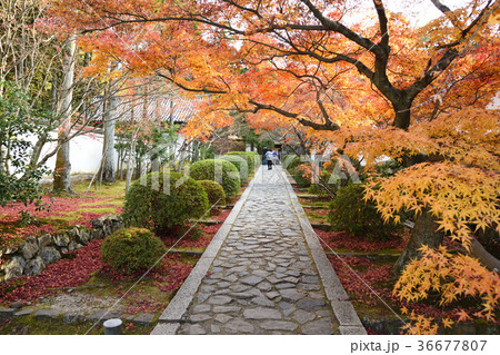 秋の京都(一休寺) 秋の京都(一休寺) 36677807