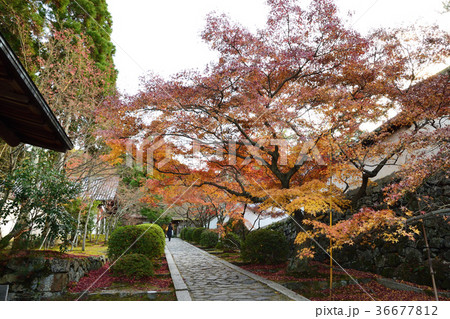 秋の京都(一休寺) 秋の京都(一休寺) 36677812