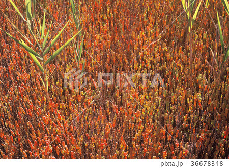 アッケシソウ 36678348