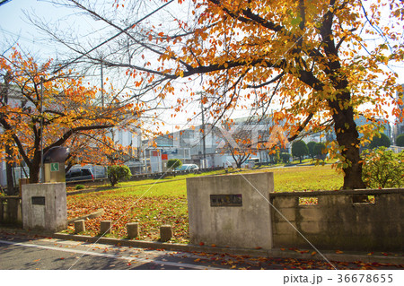 横枕南公園/大阪府東大阪市横枕南 横枕南公園/大阪府東大阪市横枕南 36678655