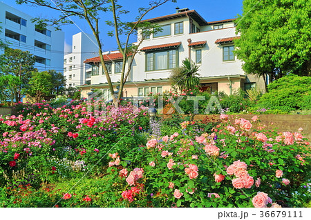 バラが満開の港の見える丘公園 36679111