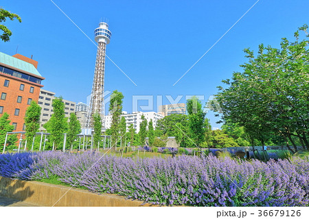 ラベンダーと横浜マリンタワー 36679126