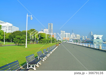 晴天下の山下公園 36679136