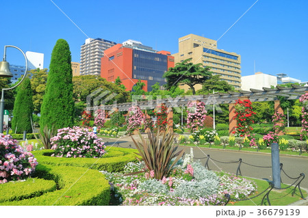 バラが咲き誇る みなとガーデン(山下公園) バラが咲き誇る みなとガーデン(山下公園) 36679139
