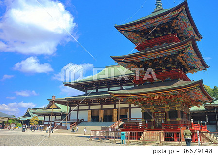 成田山新勝寺 三重塔と大本堂 成田山新勝寺 三重塔と大本堂 36679148