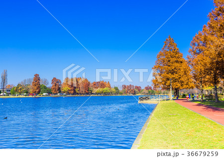 埼玉　秋のみさと公園 36679259