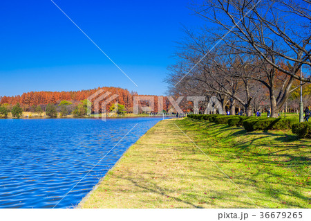 埼玉 秋のみさと公園 埼玉 秋のみさと公園 36679265