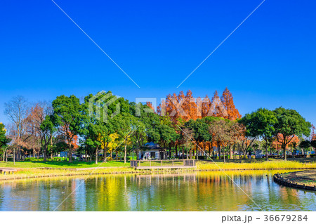 埼玉 秋のみさと公園 埼玉 秋のみさと公園 36679284
