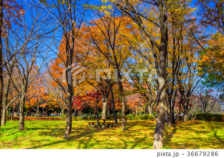 埼玉 秋のみさと公園 埼玉 秋のみさと公園 36679286