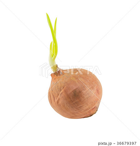 Yellow onion with green shoots isolated on white 36679397