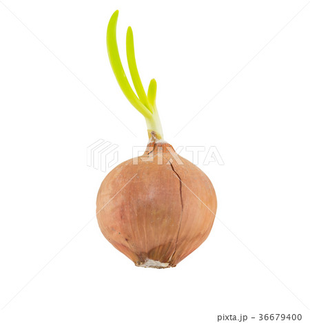 Yellow onion with green shoots isolated on white 36679400
