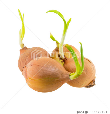 Yellow onion with green shoots isolated on white 36679401