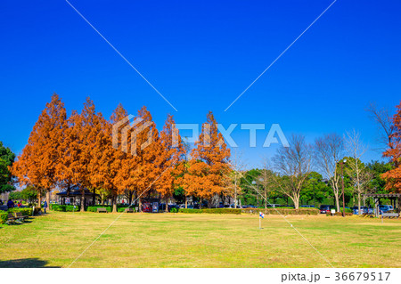 埼玉　秋のみさと公園 36679517