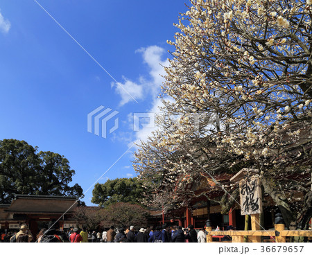 太宰府天満宮 御本殿と飛梅 太宰府天満宮 御本殿と飛梅 36679657