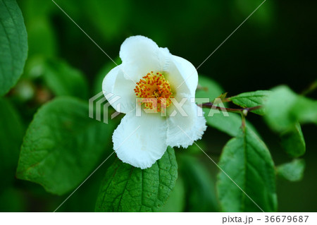 シャラノキの白い花 36679687