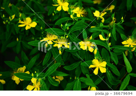 ビョウヤナギの黄色い花 36679694