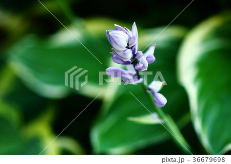 オオバギボウシの花蕾 36679698