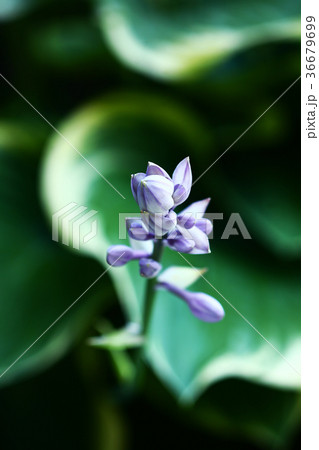 オオバギボウシの花蕾 36679699