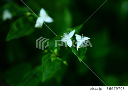 野草 トキワツユクサの小さな花 野草 トキワツユクサの小さな花 36679703