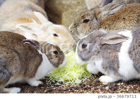 大久野島のうさぎ 36679713