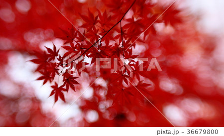 紅葉 紅葉 36679800