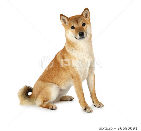 Shiba inu purebred dog Shiba inu purebred dog 36680091