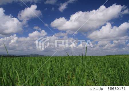 バリ島の風景 36680171