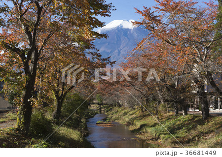 紅葉の忍野お宮橋から富士山を望む 36681449