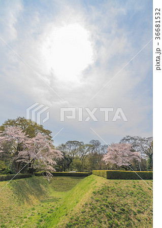 春の佐倉城跡の角馬出の風景 36681532