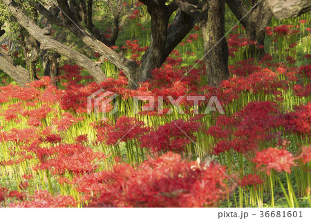 満開の嶺岳寺の彼岸花 満開の嶺岳寺の彼岸花 36681601